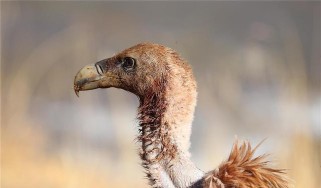 掌握鹅鸭杀秃鹫,成为杀手锏(以游戏为主的策略玩法/获胜条件解析/15个段落详细介绍)